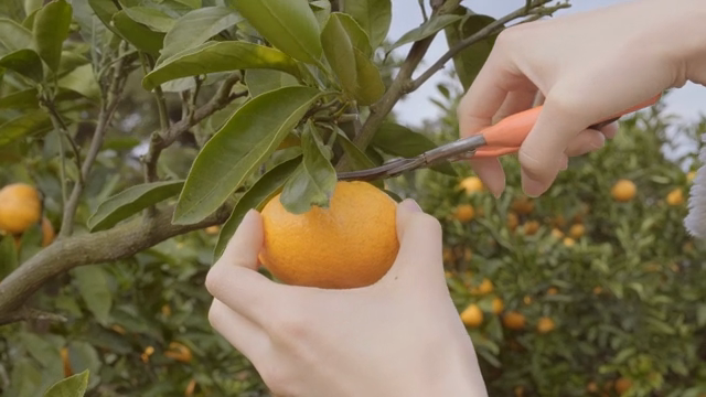 Harvesting ripe tangerine in a grove