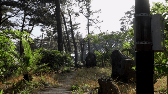 Serene forest path with sunlight