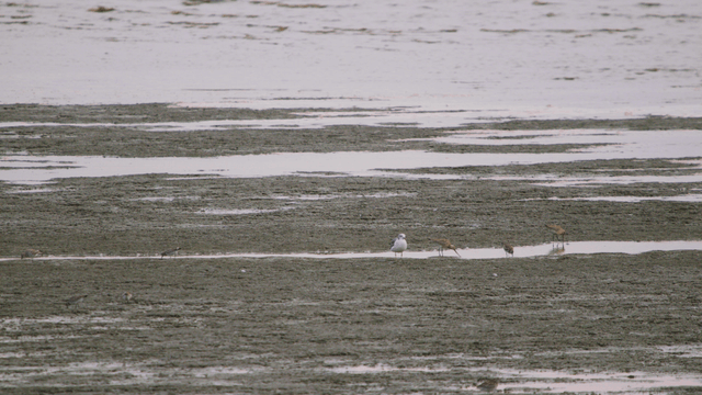 갯벌에서 부지런히 먹이를 찾는 새들