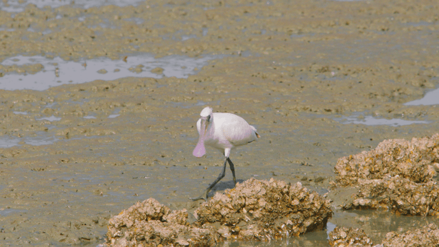갯벌에서 먹이를 찾는 흰 저어새