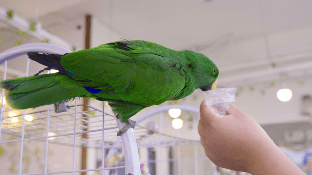 Green parrot sitting on a shelf
