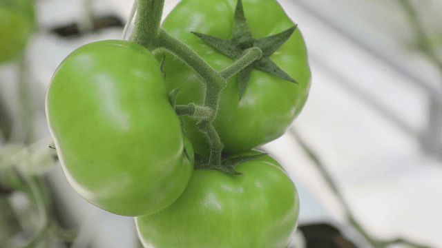 Green tomatoes growing on a vine
