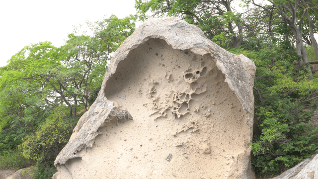 숲을 배경으로 한 특이한 바위