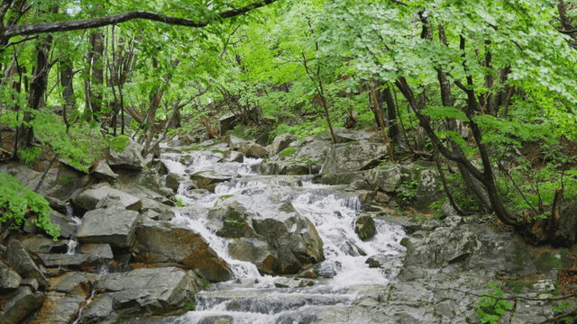 Clear stream flowing through quiet forest
