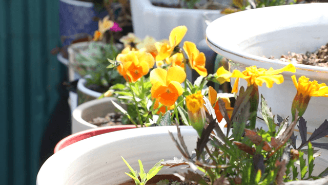 Bright yellow flowers in a garden