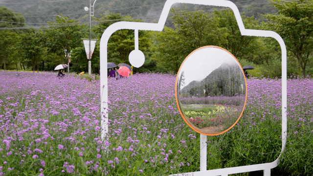 Camera-shaped photo spot with a circular mirror in a purple flower field