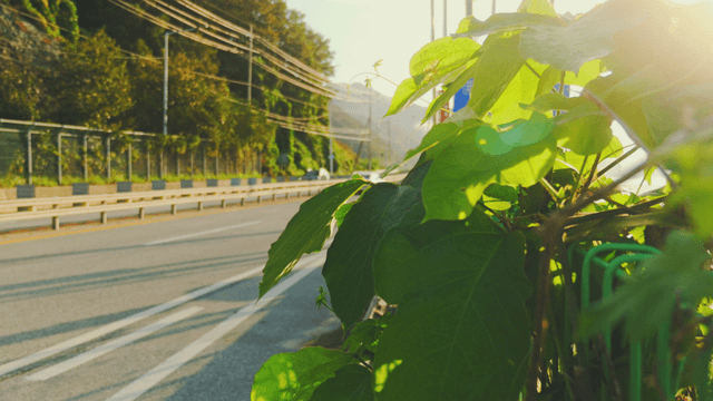 Sunlit leaves by a roadside with passing cars