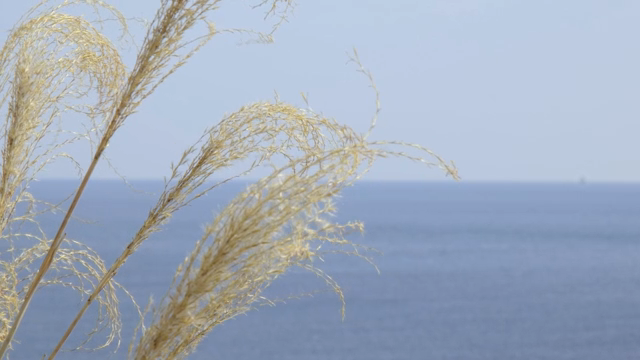 Breeze with swaying reeds