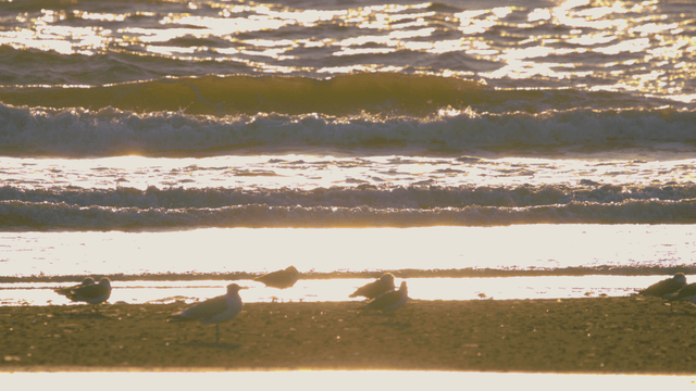 Sandpipers resting on a sunlit beach