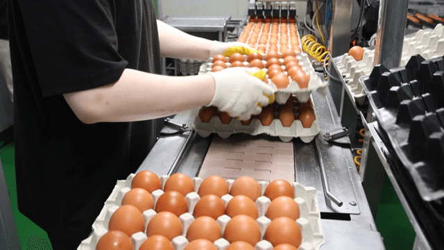 Egg packaging work in factory