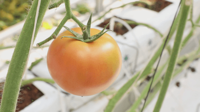 Ripening tomato hanging on a vine
