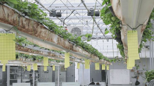 Smart farm greenhouse with hydroponic plants