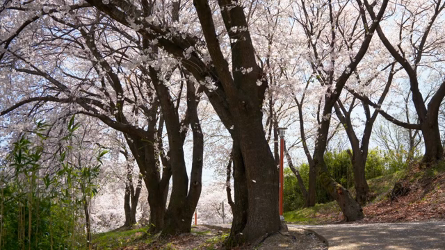 길을 따라 늘어선 벚꽃 나무