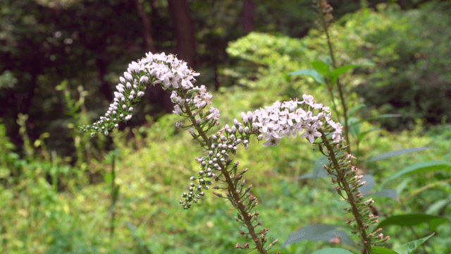 Delicate flowers in a lush forest