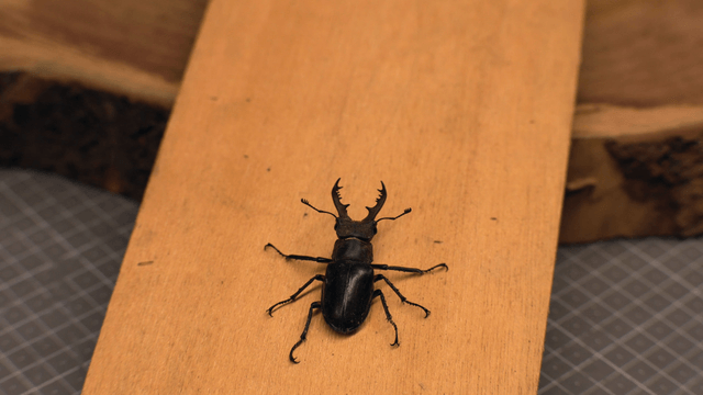Stag beetle on a wooden surface