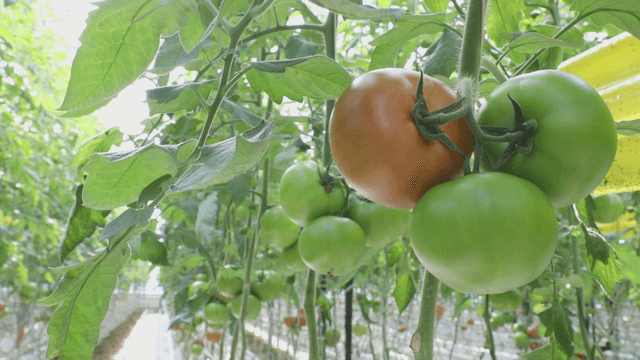 Tomatoes growing in a greenhouse
