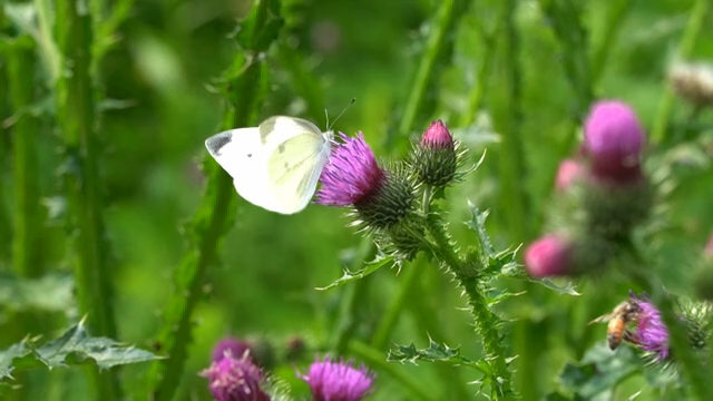Thistle flower with butterfly and bee