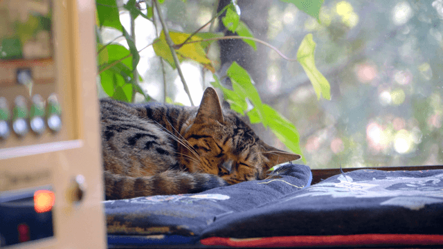 Cat sleeping on a cushion by the window