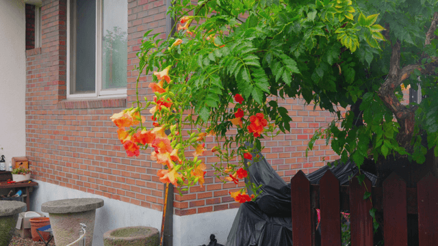Orange trumpet flowers blooming in rural yard