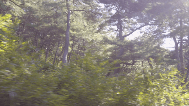 이동하는 차 안에서 보이는 키 큰 나무가 있는 울창한 숲