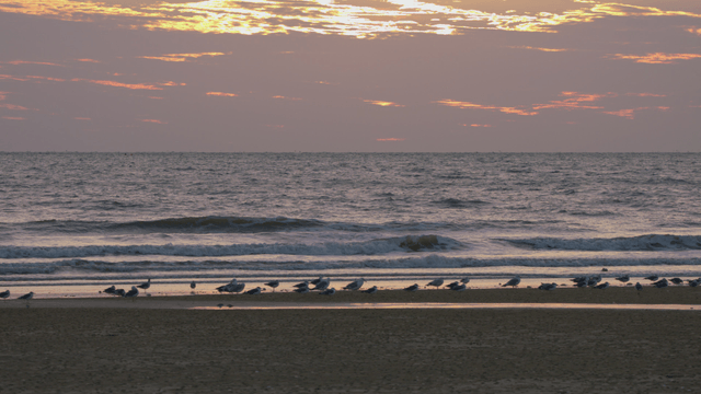 Peaceful seaside at sunset with resting birds and gentle waves