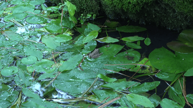 Frog resting on water lily in pond