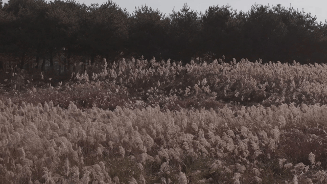 A field of tall silver grasses swaying gently