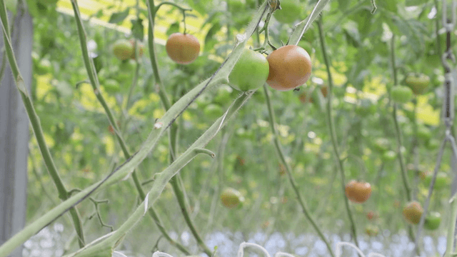 Tomatoes growing in a greenhouse