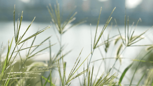 Close-up of grass swaying in wind