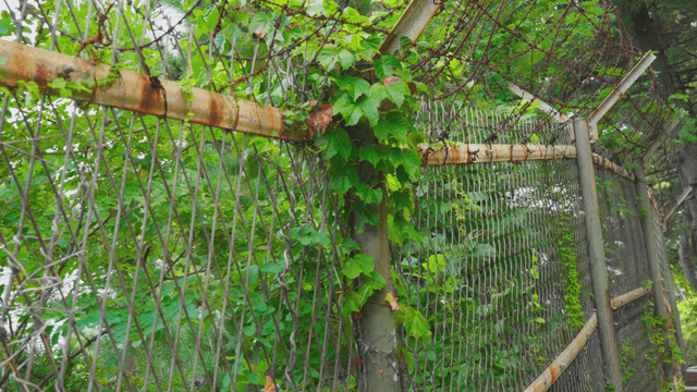 Green vines covering rusty fence