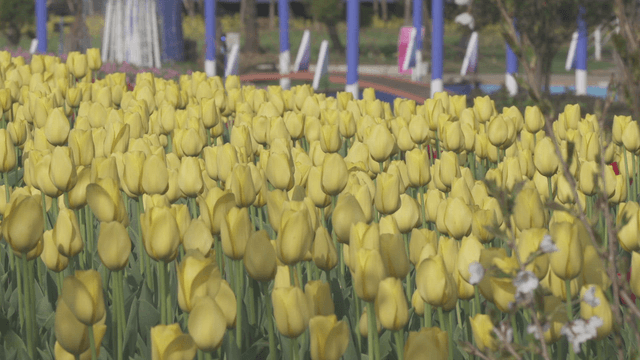 Field of blooming yellow tulips
