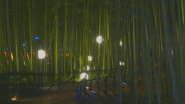 Night lights illuminating a bamboo grove