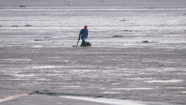 갯벌에서 조개를 채취하는 사람