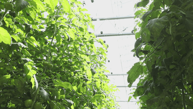 Green tomatoes growing in a greenhouse
