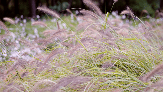 Tall grass swaying gently in the breeze