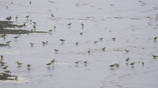 얕은 물가에서 먹이를 찾는 새들