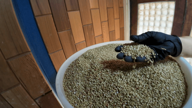 Hands arranging peeled buckwheat in a bowl
