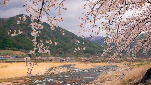 Cherry blossoms by a flowing river