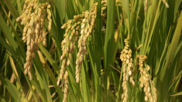 Ripe rice grains in the field