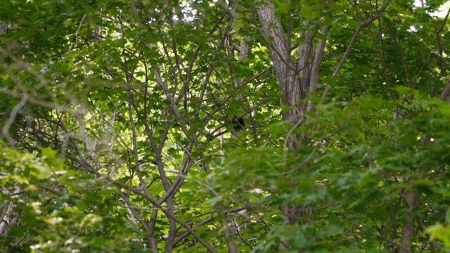 A squirrel hidden among dense green leaves