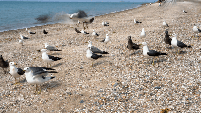 Seagulls gathered on a sandy beach