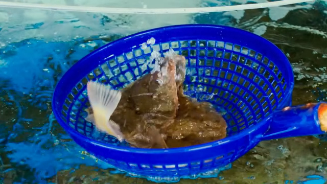 Fish being caught in a basket in a tank