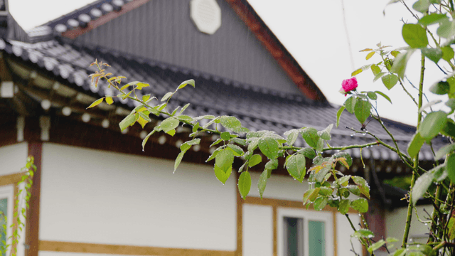 Rain falling on rose branches before traditional hanok