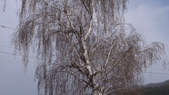 크고 높은 하얀 자작나무