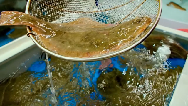 Fish being caught in a net in a tank
