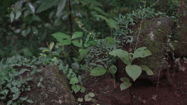 Green plants growing on rock
