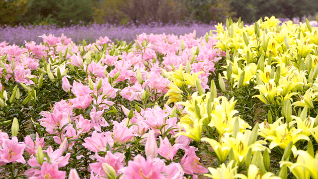 Vibrant field of pink and yellow lilies