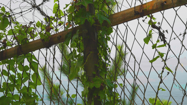 Vines growing on wire fence