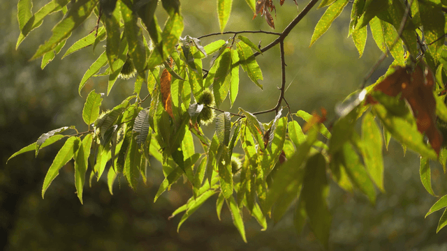 Sunlit leaves and chestnuts on a branch