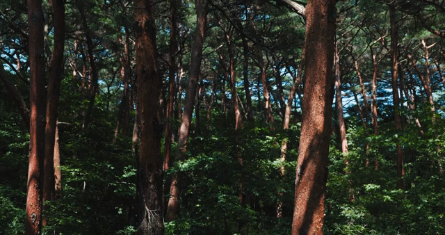 Dense forest with tall trees